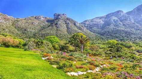   Il Giardino Botanico Nazionale di Kirstenbosch: Un Oasis Verde e Storico nel Cuore del Capo!